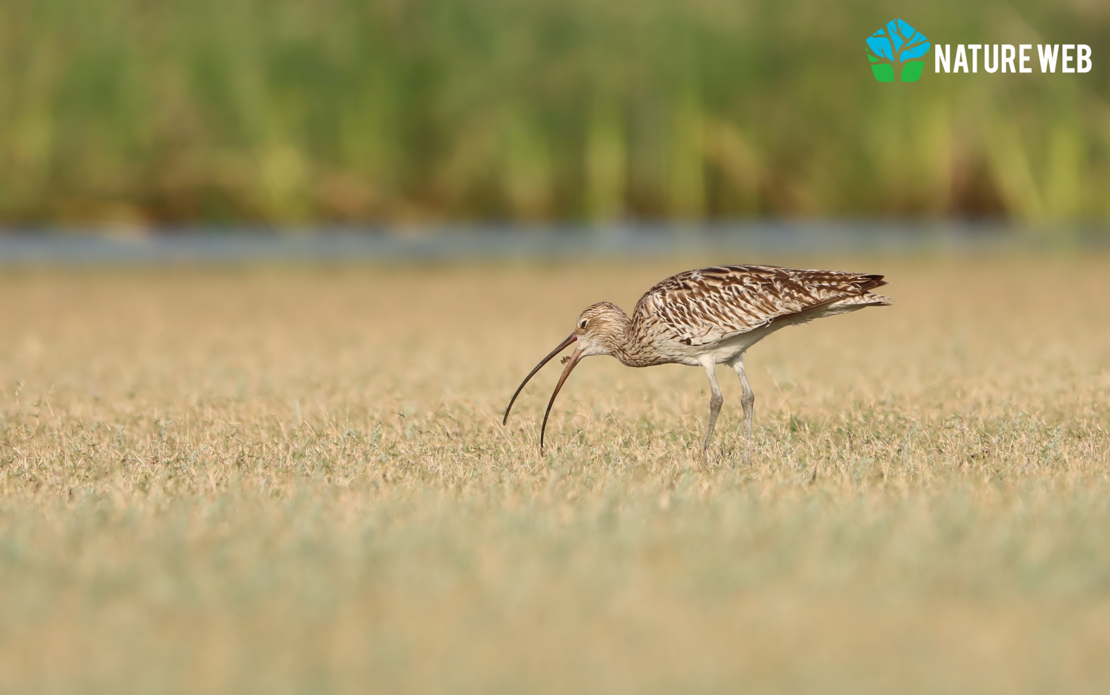 Eurasian Curlew